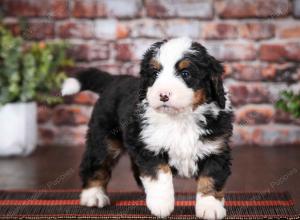 tri-colored male mini bernedoodle near Chicago Illinois