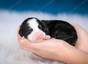 tri-colored male mini bernedoodle near Chicago Illinois