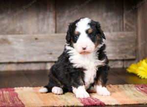 tri-colored male mini bernedoodle near Chicago Illinois