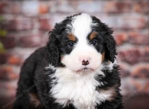 tri-colored male mini bernedoodle near Chicago Illinois