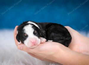 tri-colored male mini bernedoodle near Chicago Illinois