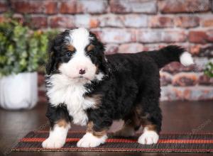 tri-colored male mini bernedoodle near Chicago Illinois