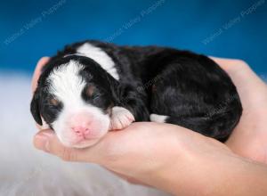 tri-colored male mini bernedoodle near Chicago Illinois