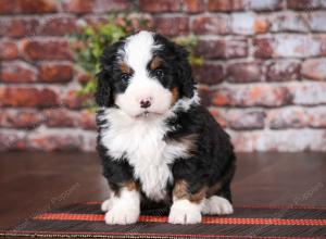 tri-colored male mini bernedoodle near Chicago Illinois