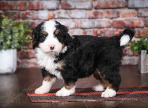 tri-colored male mini bernedoodle near Chicago Illinois