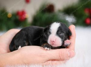 female tiny bernedoodle near St Louis Missouri