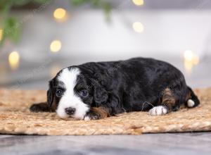 female tiny bernedoodle near St Louis Missouri