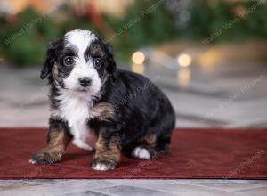 female tiny bernedoodle near St Louis Missouri