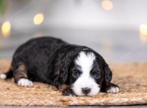 female tiny bernedoodle near St Louis Missouri