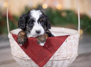 female tiny bernedoodle near St Louis Missouri