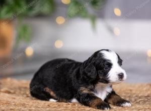 female tiny bernedoodle near St Louis Missouri