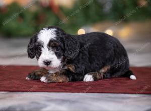 female tiny bernedoodle near St Louis Missouri