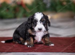 female tiny bernedoodle near St Louis Missouri