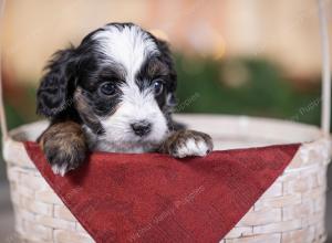 female tiny bernedoodle near St Louis Missouri