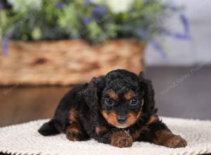 tri-colored mini bernedoodle near Chicago 