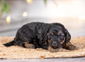 male tiny bernedoodle near St Louis Missouri