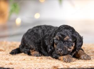 male tiny bernedoodle near St Louis Missouri