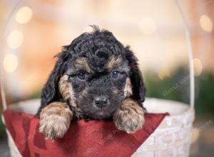 male tiny bernedoodle near St Louis Missouri