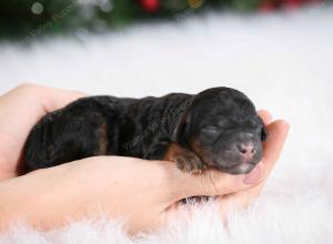 male tiny bernedoodle near St Louis Missouri