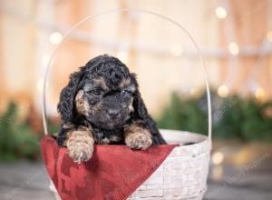 male tiny bernedoodle near St Louis Missouri