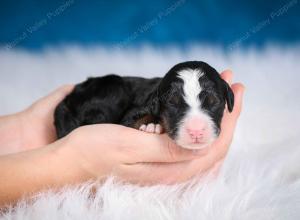 tri-colored male mini bernedoodle near Chicago Illinois