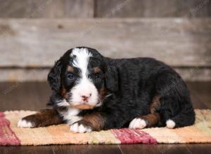 tri-colored male mini bernedoodle near Chicago Illinois