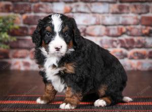 tri-colored male mini bernedoodle near Chicago Illinois