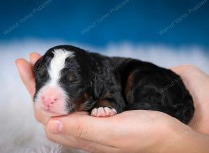 tri-colored male mini bernedoodle near Chicago Illinois