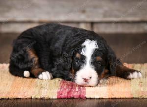 tri-colored male mini bernedoodle near Chicago Illinois