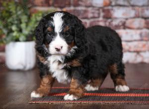 tri-colored male mini bernedoodle near Chicago Illinois