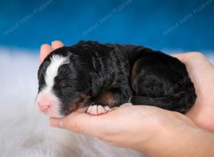 tri-colored male mini bernedoodle near Chicago Illinois