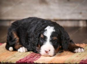 tri-colored male mini bernedoodle near Chicago Illinois