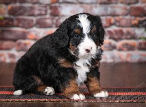 tri-colored male mini bernedoodle near Chicago Illinois