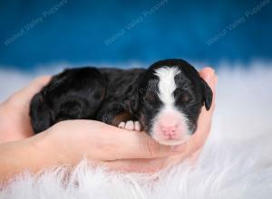 tri-colored male mini bernedoodle near Chicago Illinois