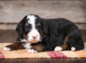 tri-colored male mini bernedoodle near Chicago Illinois