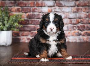 tri-colored male mini bernedoodle near Chicago Illinois