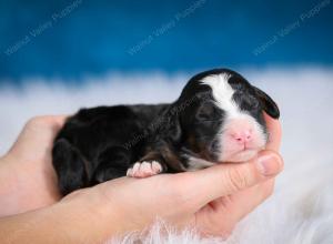 tri-colored male mini bernedoodle near Chicago Illinois