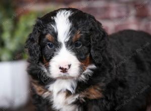 tri-colored male mini bernedoodle near Chicago Illinois