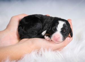 tri-colored male mini bernedoodle near Chicago Illinois