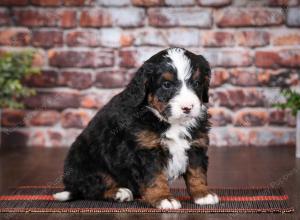 tri-colored male mini bernedoodle near Chicago Illinois