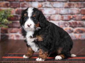 tri-colored male mini bernedoodle near Chicago Illinois