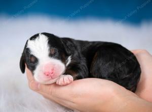 tri-colored male mini bernedoodle near Chicago Illinois