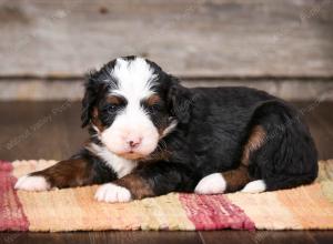 tri-colored male mini bernedoodle near Chicago Illinois