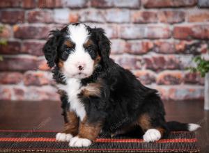 tri-colored male mini bernedoodle near Chicago Illinois