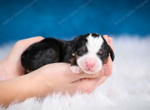 tri-colored male mini bernedoodle near Chicago Illinois