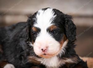 tri-colored male mini bernedoodle near Chicago Illinois