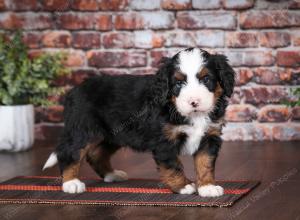 tri-colored male mini bernedoodle near Chicago Illinois