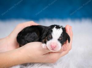 tri-colored male mini bernedoodle near Chicago Illinois