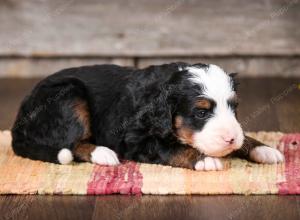 tri-colored male mini bernedoodle near Chicago Illinois