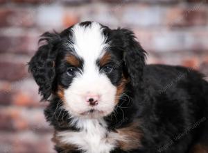 tri-colored male mini bernedoodle near Chicago Illinois